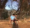 amir